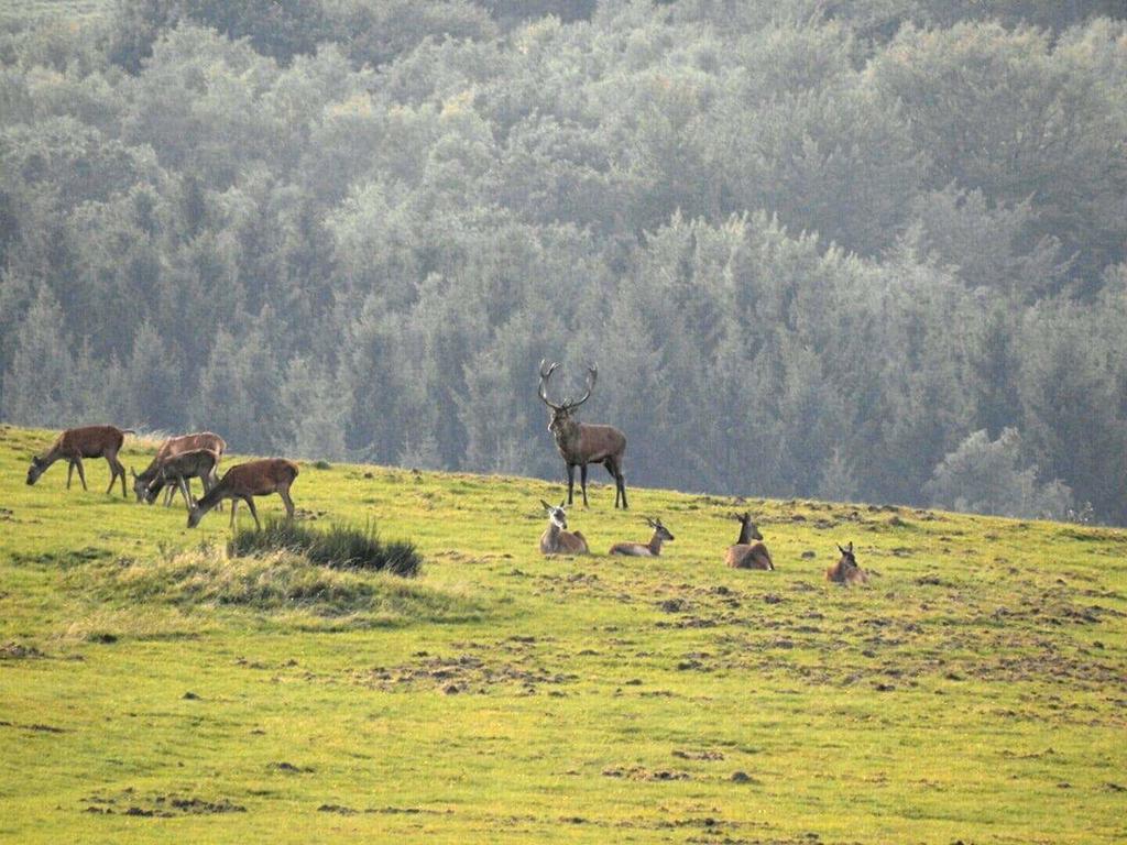 Fewo-Eifel-Morsbach Schleiden Kültér fotó